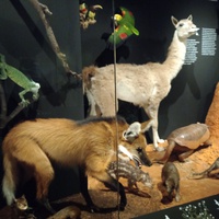 Zázraky evoluce v Národním muzeu - 2. a 4. oddělení ŠD
